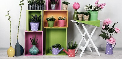 Cómo elegir plantas de interior